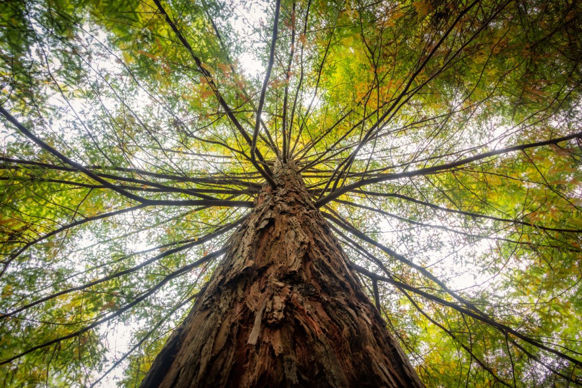 arbre